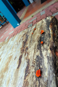 Small orange fungi growing on the surface of a wooden bench.