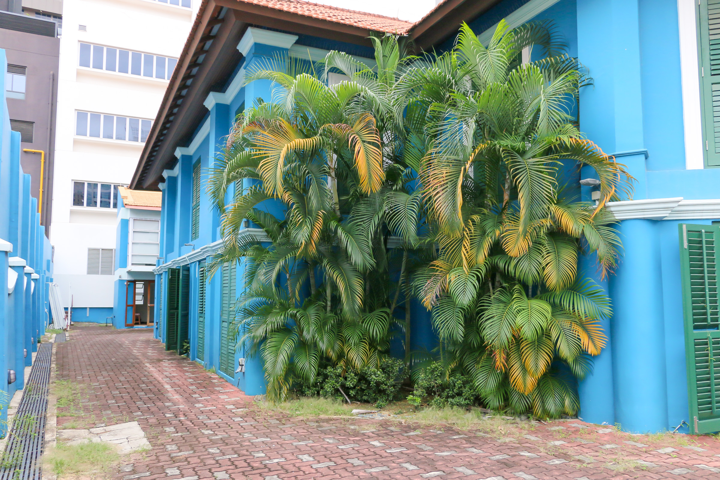 The left side of 42 Waterloo Street, with several tall plants growing up to the roof.