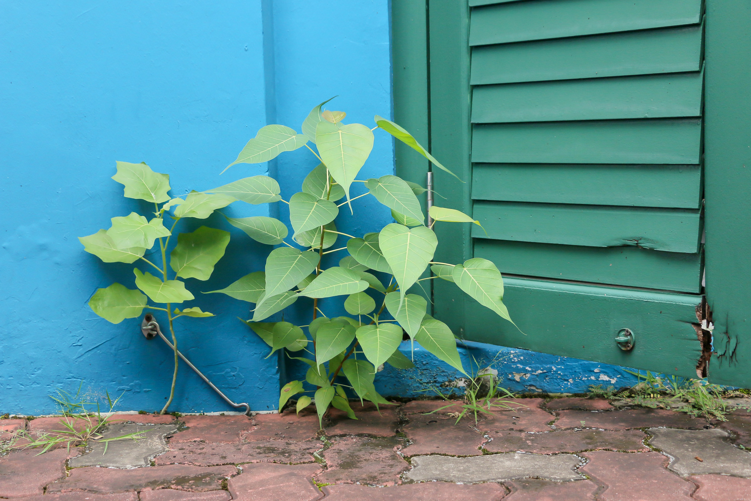 Some weeds growing against a blue wall, beside a shuttered green door.