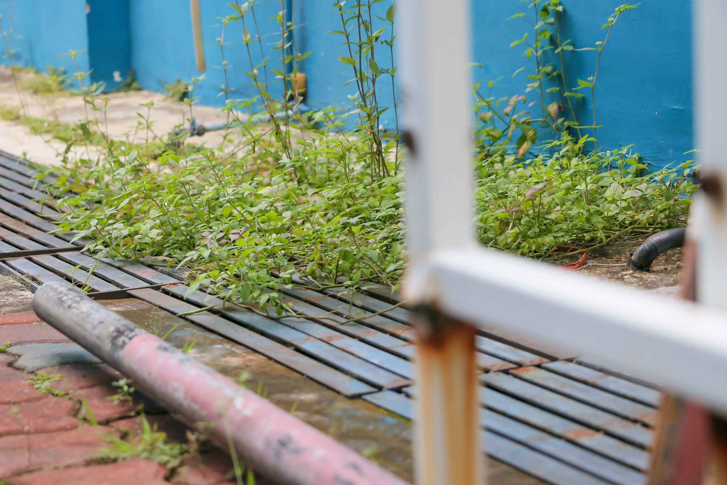 A swath of weeds growing beside a drain. In the foreground is a white metallic structure.