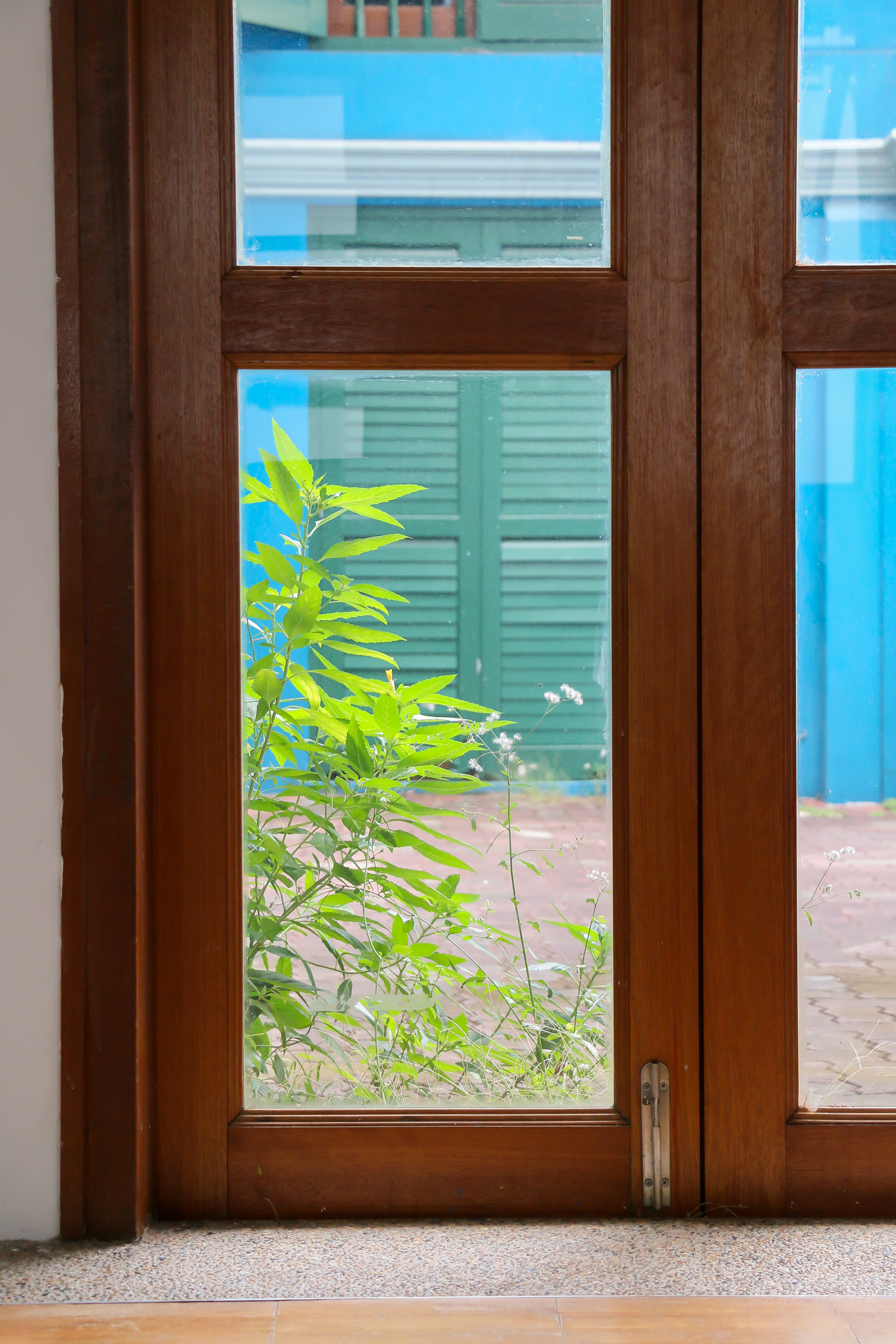 A tall weed growing in front of a wooden door with glass panels, as seen through the door.