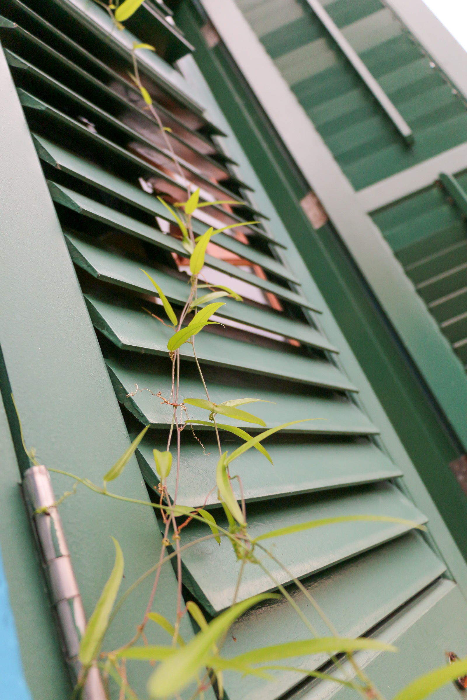 Weeds growing up along a shuttered green door.