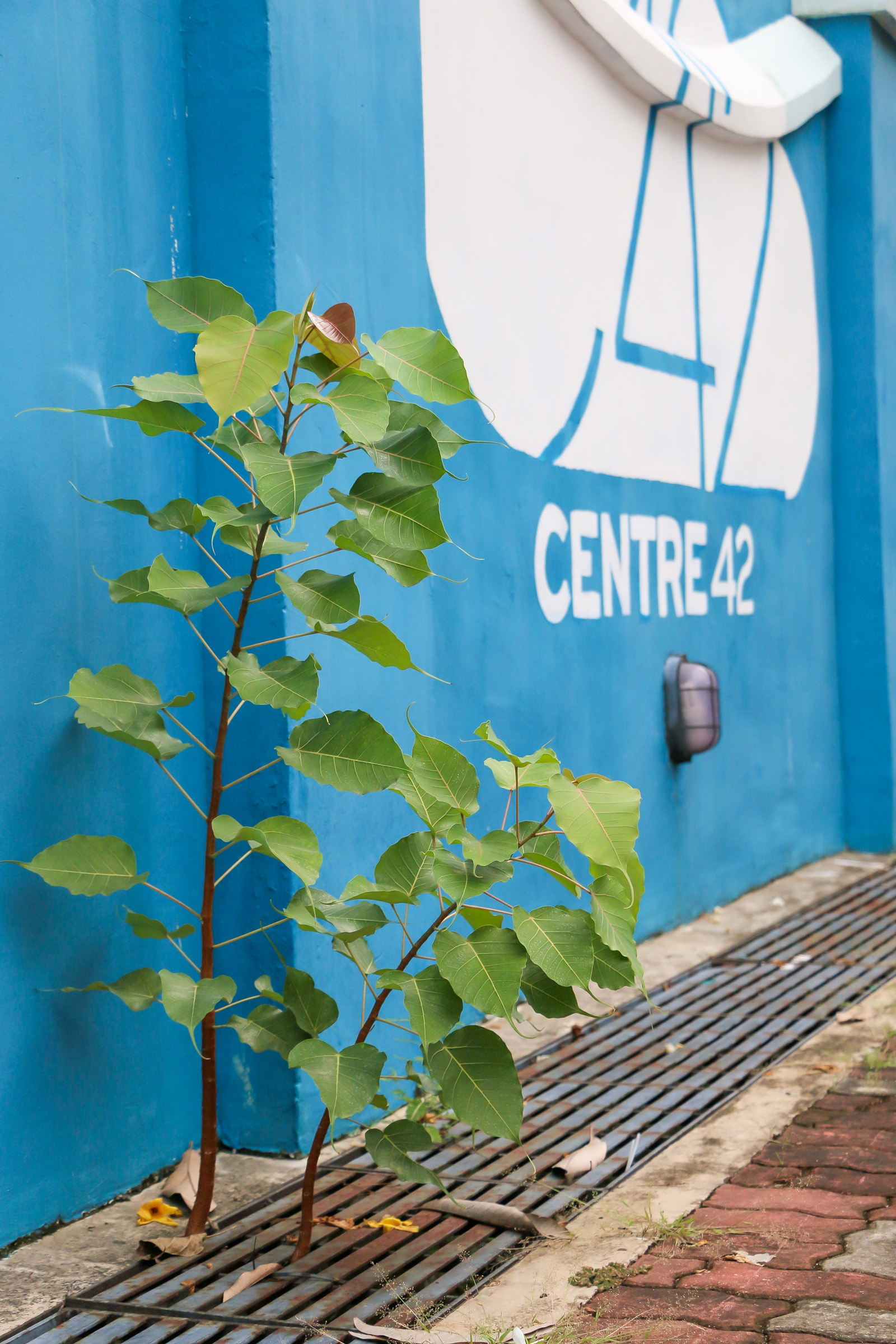 Two tall weeds growing out from a drain, alongside a blue wall with the Centre 42 logo painted on it.