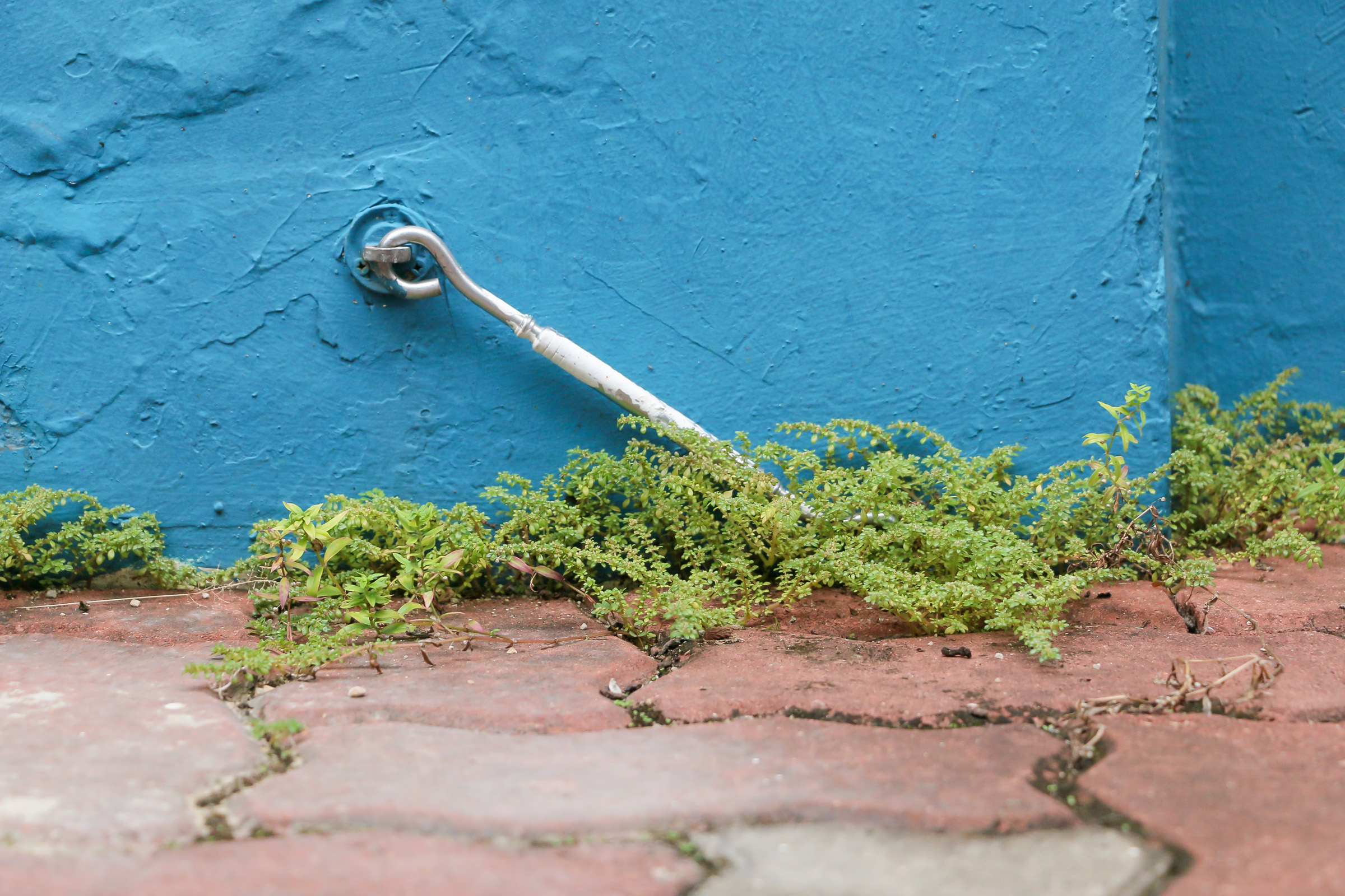 A metal hook, mounted on a blue wall, hanging close to the ground. Weeds grow around the hook.