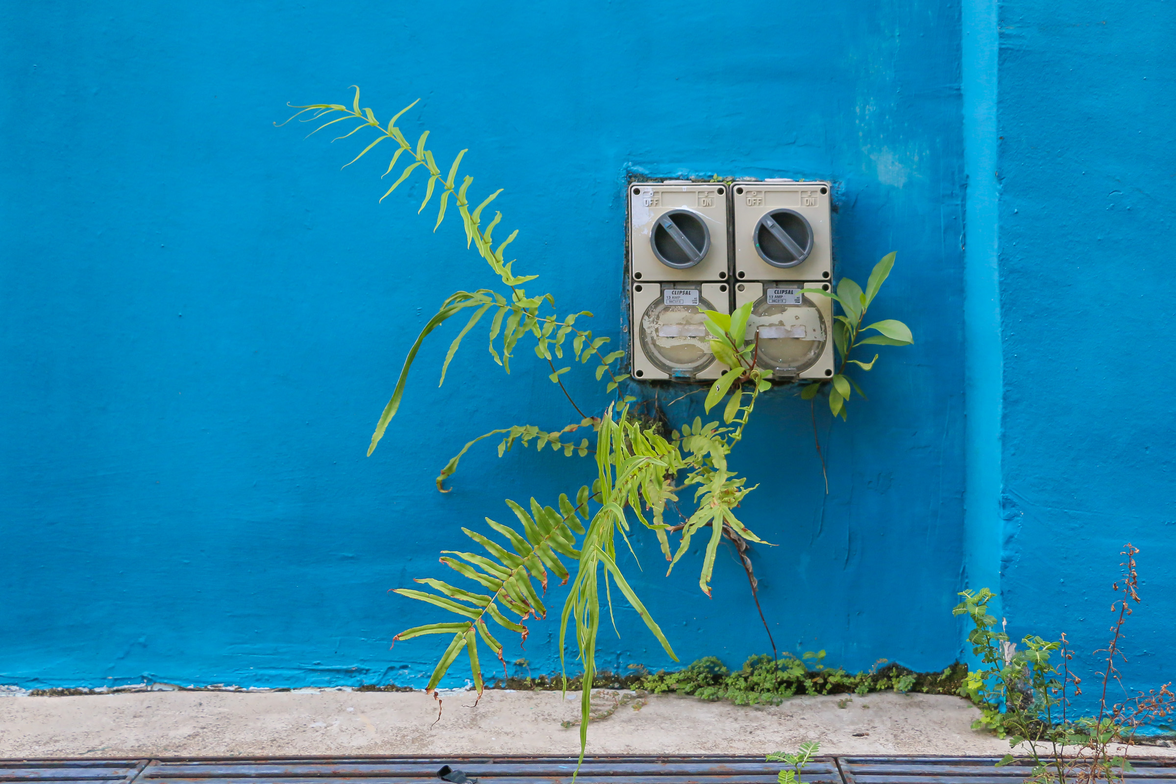 Switches mounted against a blue wall, with weeds growing around them.