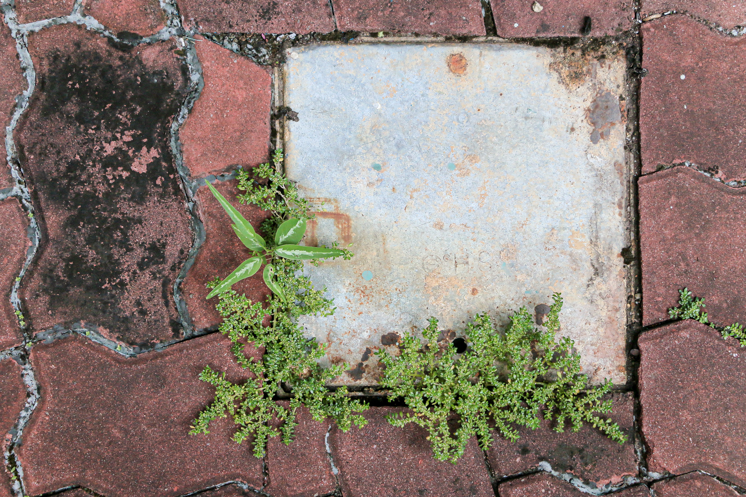 A large grey concrete plate surrounded by tiled brick. Weeds grow from between the cracks along the bottom left corner.