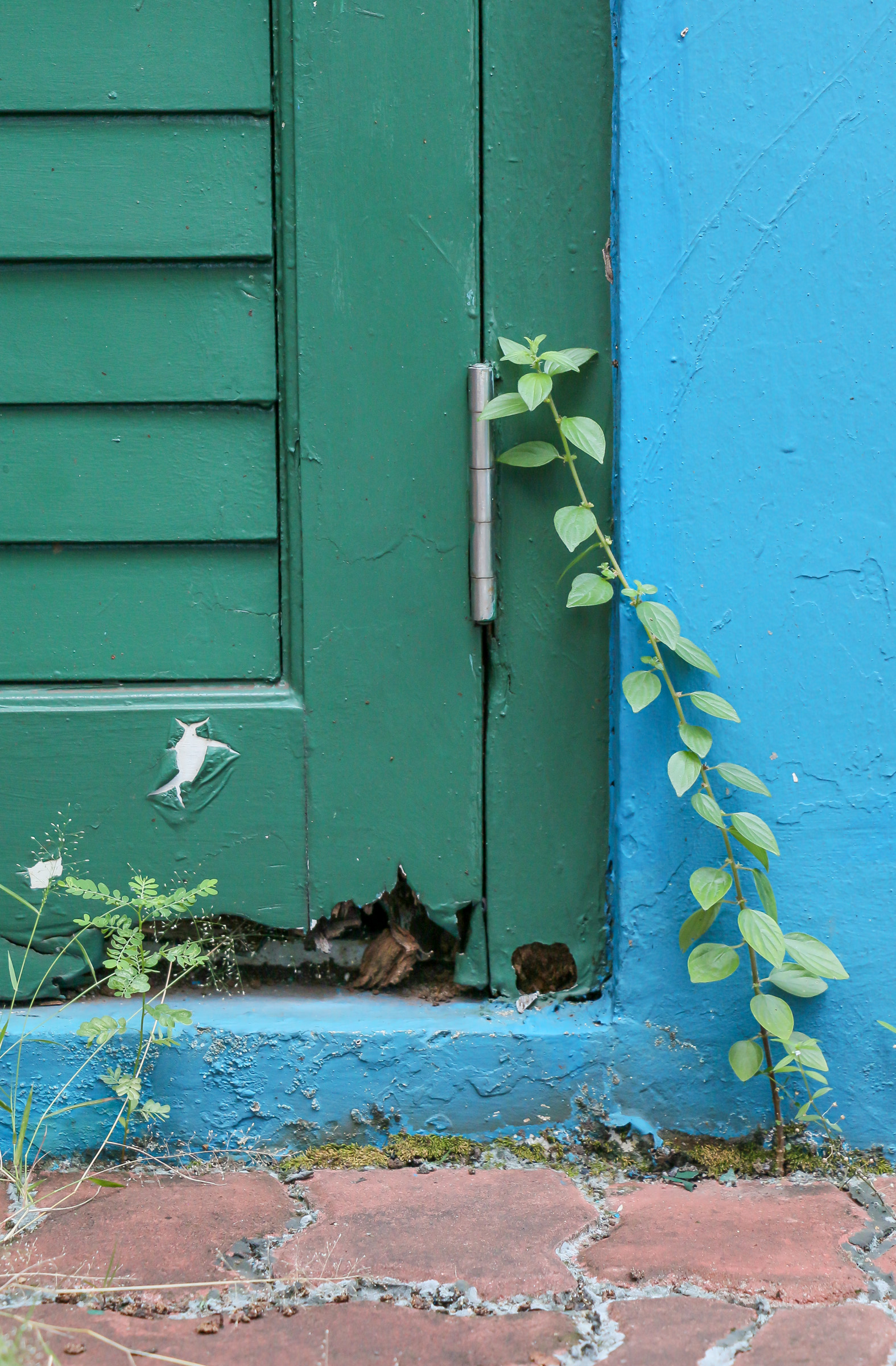 A tall weed growing along a blue wall, towards the hinges of a shuttered green door.