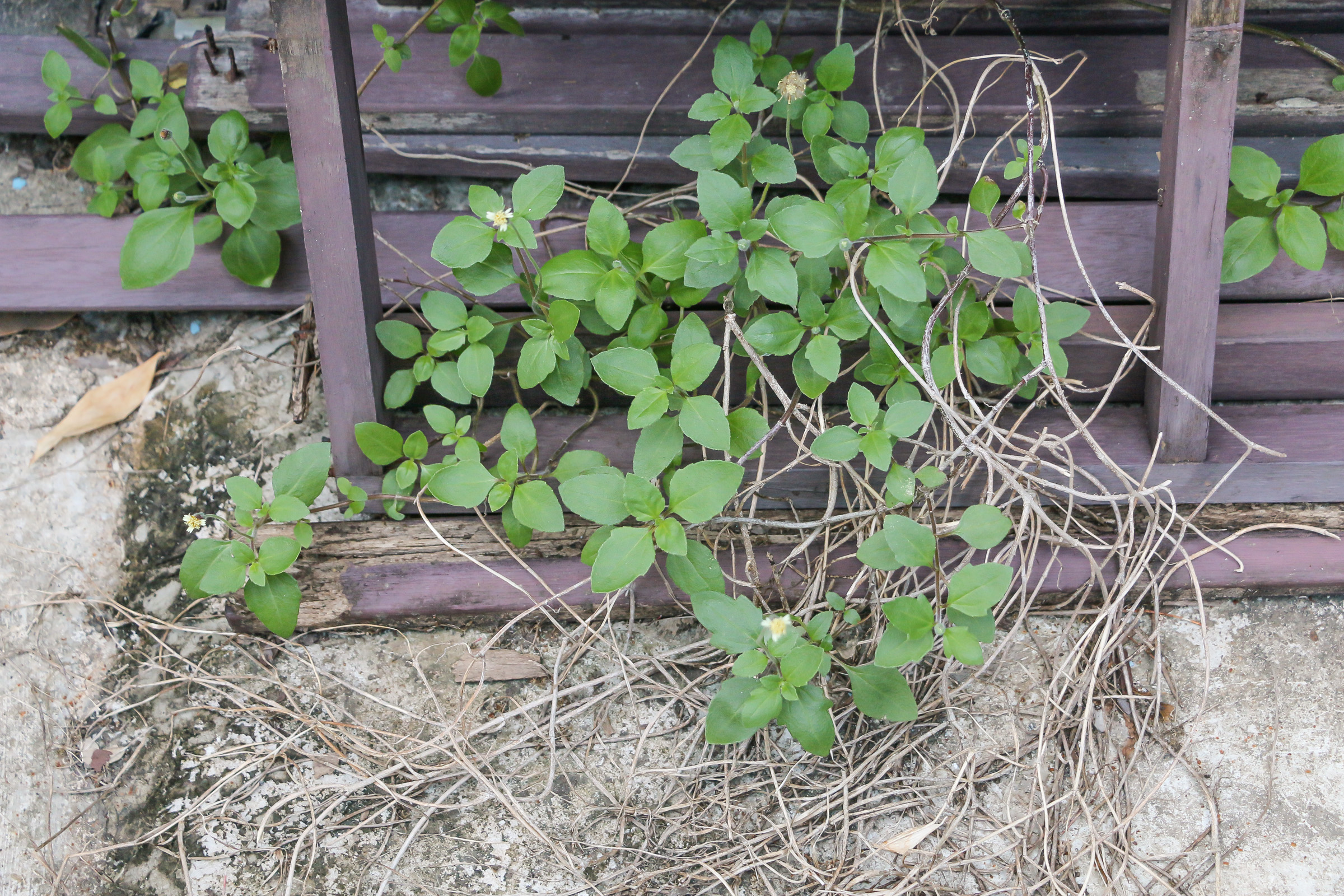 A mass of weeds and thin white branches growing through some wooden brown planks.