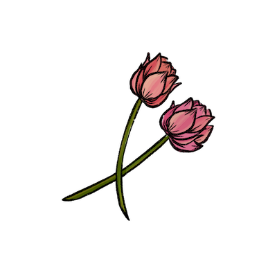 A coloured drawing of two pink roses with the stems crossed over each other.