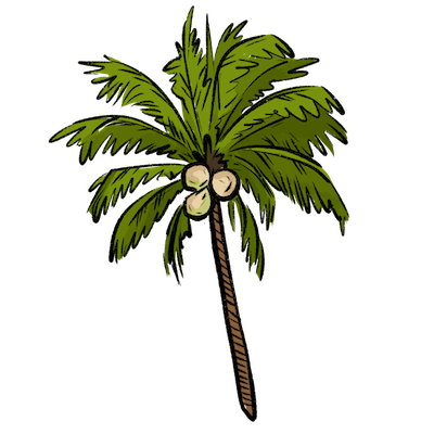 A coloured drawing of a palm tree with three coconuts.